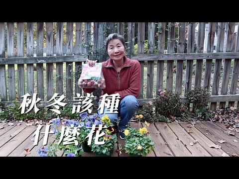 【園藝】種幾種花為冬天的花園增色｜怎樣種鬱金香