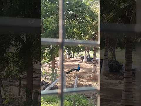 Peacock part2 #shortsfeed #peacock #mayil #murugansongs #murugan #muruga