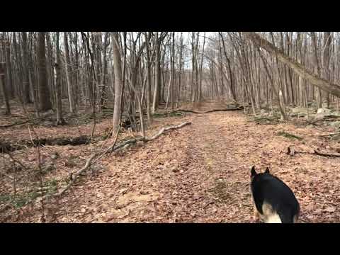 Ep133 Our German Shepherd's Hiking Video 2020 Winter Hiking with our German Shepherd Dog.