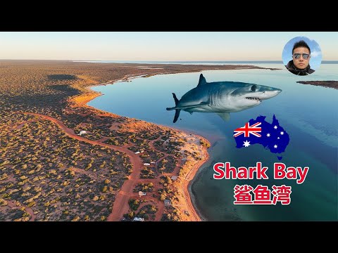 西澳大利亚Shark Bay鲨鱼湾旅行Vlog！