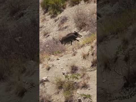 Amazing Shots at Wild Boars | Domuz Sürüsüne Harika Atışlar 🐗