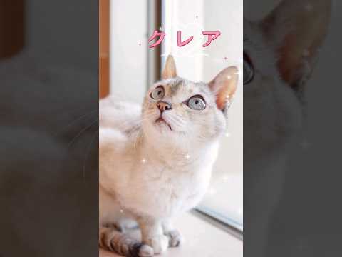 【譲渡されました！】クレア01 #cat #川崎市 #動物愛護センター #shorts