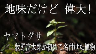 【高知新聞】牧野博士が初命名、「ヤマトグサ」高知県中西部にひっそり