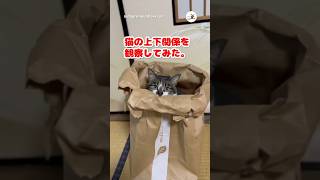 ボスに歯向かうものは…｜PECO #保護猫 #愛猫家 #保護猫のいる暮らし #rescuedcat #catlover #rescuedcatlife