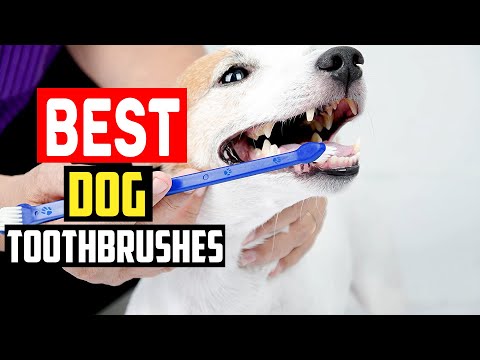 ✅ Top 5 Best Dog Toothbrushes in 2023