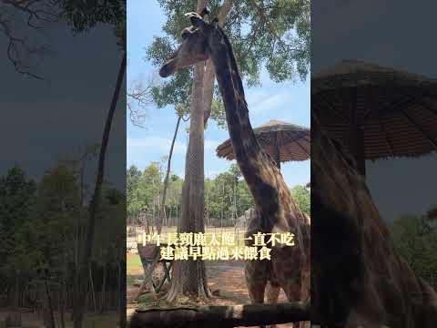 🦒誰的願望是跟長頸鹿當好朋友！？快來富國島珍珠野生動物園我畢業圓夢啦～～～建議上午來，中午長頸鹿都吃飽了不理人😂