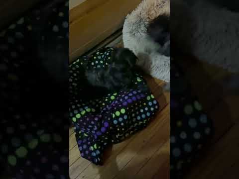 Affenpinscher Barking  #shorts