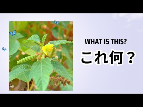 家庭菜園【食糧備蓄】モロヘイヤ開花！＆葉唐辛子食べてみた