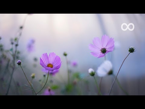 3 Hours of Relaxing Music - Piano Music for Stress Relief, Sleep Music, Meditation Music (Yasu)