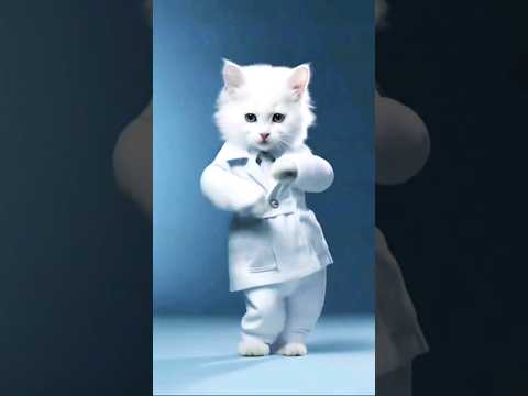 funny cats comady#shortsvideo #beautiful #ramzan #fazilatramzan @allahma786