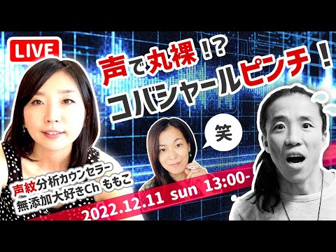 【年末リレーLive】あなたの声は大丈夫？　声紋分析で、深層心理がバレバレですぞ！？　声紋分析カウンセラー 無添加大好きCh.ももこ × コバシャール × スミレアキコ