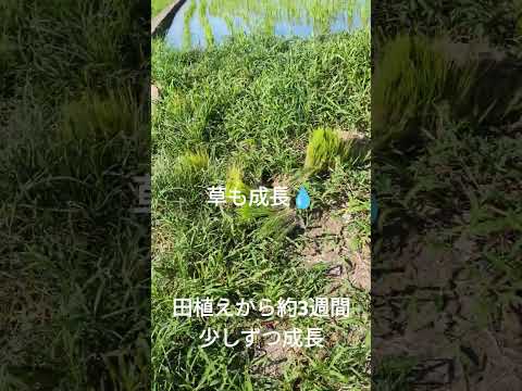 【田植え】から約3週間2024.719