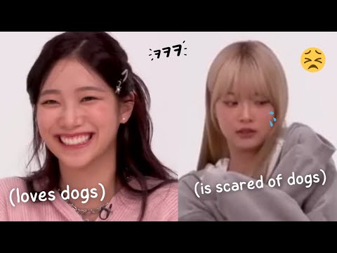 le sserafim getting attacked by cute puppies (poor eunchae!)