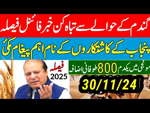 Wheat  support price 2025 گندم کے نئی سرکاری قیمت فائنلmunji kaynat 1121rate 2024/munji1509 new rate