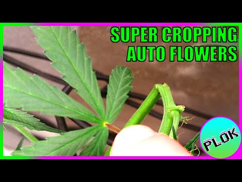 Can You Super Crop Auto Flowers? - Auto Flower Experiment 2.0: Hardcore Training Session