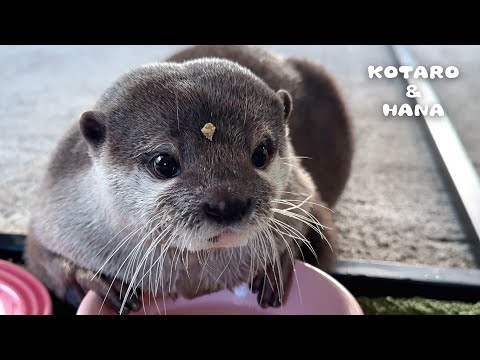 Otter Gobbles Up Food and Get Crumbs on Her Face