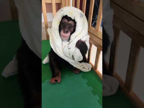 The chimpanzee who refused to leave the new bed is so cute.