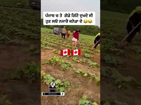 Punjab To Canada😂