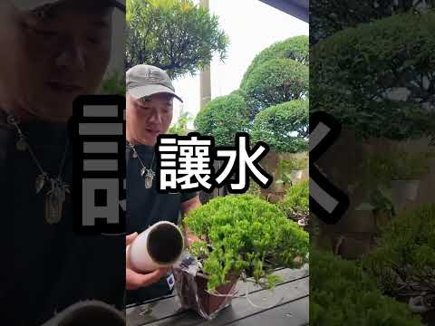 宅小品｜線上賞樹超方便 #台灣銘園 #台灣銘園園藝事業有限公司 #景觀設計