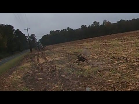 SC Deer Dog Drives 10/29/2022: Brock about gets run over.