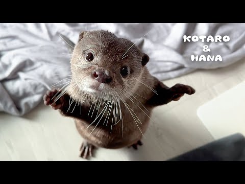 My Otter Acts Like a Little Kid