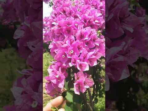 BOUGAINVELLA #shortvideo #youtube #shorts #short #viral