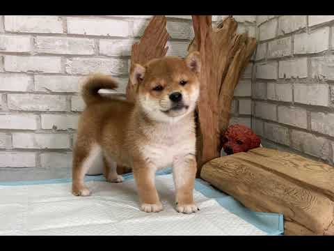 Red Shiba Inu - Micah