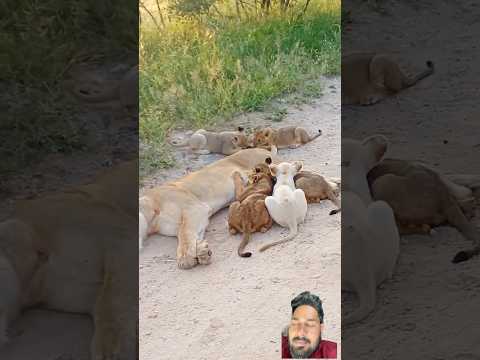 White lion baby 😍 #krugersightings #lion #kruger #cat #animals #wildlife #kitten #cutetings