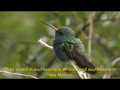 Hummingbirds in Extreme Southern U.S. (Facts and Soft Instrumental Music)