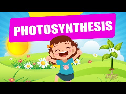 Photosynthesis | Educational Video | Science Lesson | Crash Course | Biology  | Plants