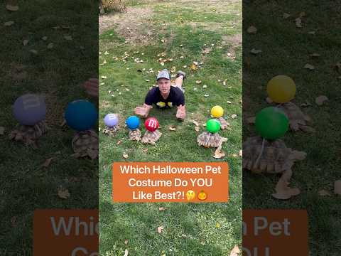 Which Halloween Pet Costume Do YOU Like Best?!🤔🎃#shorts #halloween