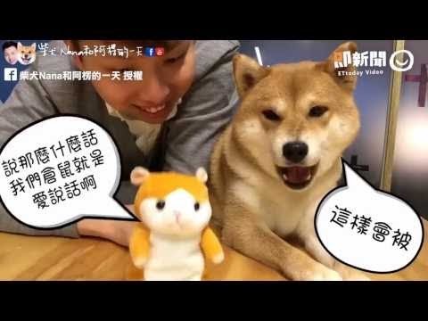 玩具倉鼠頂嘴又挑釁　柴犬奈奈一掌KO它 一拳貓下去！（啪