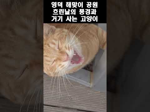 영덕해맞이공원 풍경과 길고양이