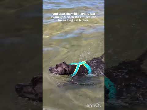 Dog letting everyone know that she is excited to be at the beach