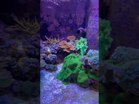 Aquarium MTP #00014 #aquarium #marinetank #reefaquarium #reef #update #tank #fishtank #coralreef