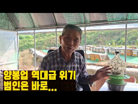 위기의 한국양봉. 탈출 작전 1탄(전편)