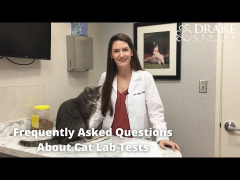 Frequently Asked Questions About Cat Lab Tests