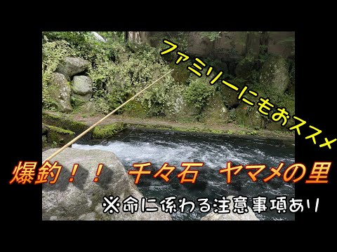 ヤマメ爆釣したら、余命宣告？