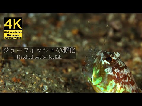 【4K 水中映像】ジョーフィッシュのハッチアウト / Underwater scenery / Hatched out Joefish