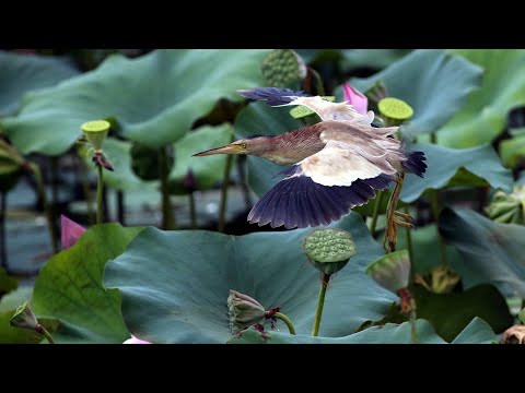 東港鎮的黃小鷺Ixobrychus sinensis （2024 09 07）