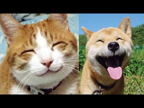 🤣2022最好笑的寵物合集🐱🐶笑到噴飯#11/Funny Animals Video/貓/狗/cat/dog/pet/