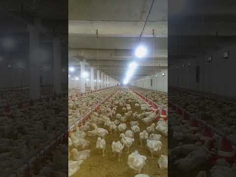 poultry farm #broiler_poultry_farm #chickenfarm #poultryfarmbusinessplan  #murgi_palan