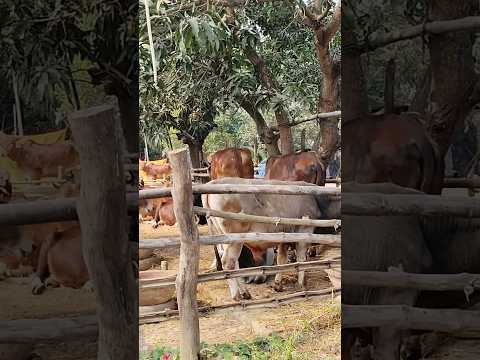 Gau Mata