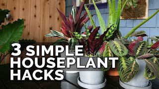 3 Simple Houseplant Care Tips to Keep Your Plants Healthy