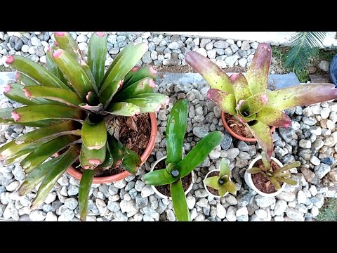 How to Plant Bromeliads in a POT by Anak Bukid