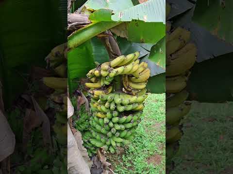 Colheita de um Cacho banana caturra