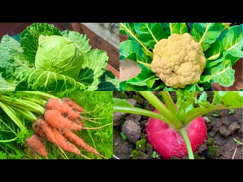 What To Sow In December Month // December Vegetables