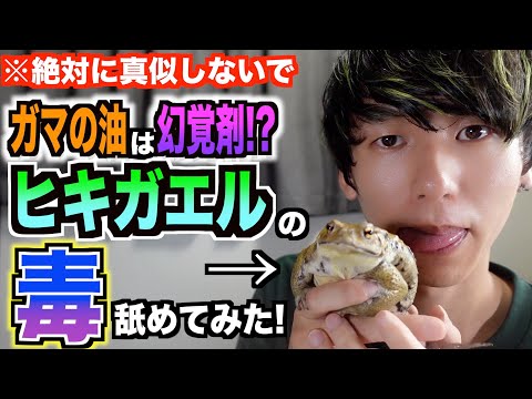 Licking Frogs to Get High