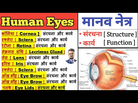 Human Eye | मानव नेत्र | Structure of Eye | Anatomy and physiology of eye | Function of Eye