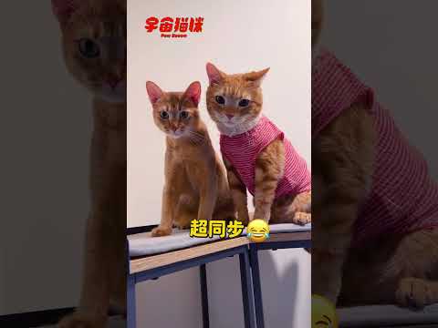 好好吃的焦糖貓咪！哥寶貓上線中 #宇宙貓咪 #cat #shorts #shortstw